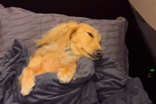 First-class canine is flying in style