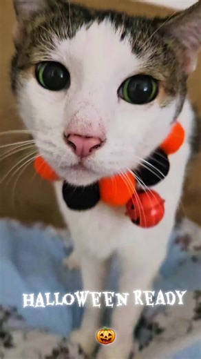 Chingy is ready for trick or treat...she has her collar on :) #cat #catlover #catsoftiktok #catsofinstagram #halloween