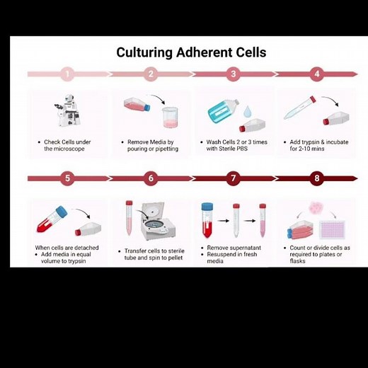 Culturing Adherent Cells...