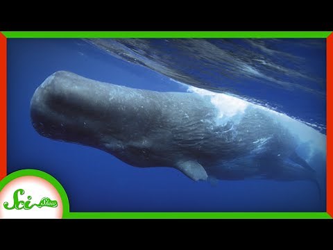 Whale Poop Helps Cool Our Planet