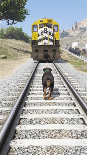 Animais Engraçados: Que Animal Passa Debaixo do Trem?