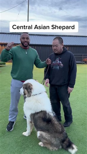 Central Asian Shepherd: Massive Dog Breed