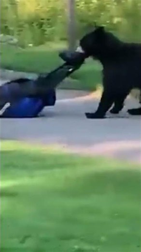 😂 Best Funny Animal Videos 2026 | You Won't Stop Laughing!