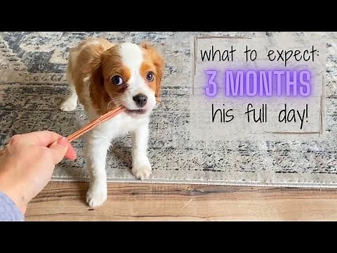 FULL DAY OF CARING FOR MY CAVAPOO PUPPY AT 3 MONTHS OLD! |13 WEEK CAVAPOO CARE & TRAINING