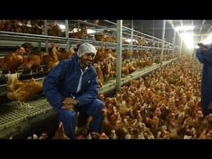 Business Plan: ዶሮ እርባታ ቢዝነስ ፕላን