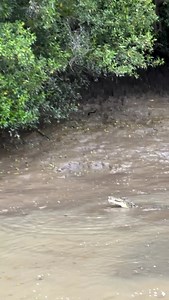 Big croc chasing a small one Follow @naturesbrutal for more! | Natures Brutal