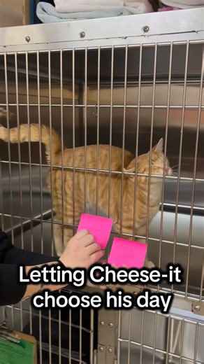 Haley Vet Practice on Instagram: "He chose the treat. The doctor chose neuter. ✨Don’t worry✨ He got plenty of treats afterwards. #neuter #snipsnip #vetmed #vetmedhumor #cat"