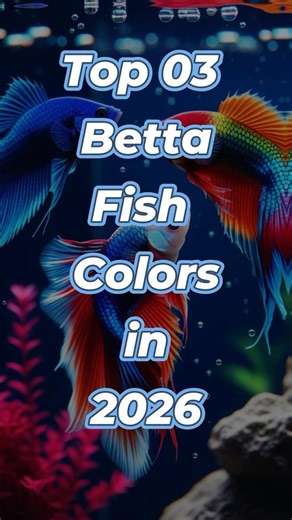 🐠 Top 3 Betta Fish Colors in 2026 | 🐠 Top 3 Betta Fish Colors in 2026 #shorts