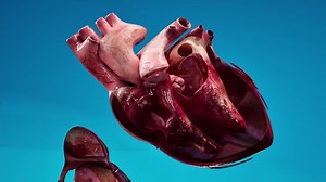 Human Circulatory System Heart Beat Anatomy Animation Concept. 3D | Premium Stock Video Footage