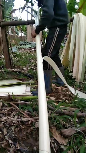 Asnet mga idol | Santy Awanon