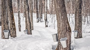 The 42nd annual Maine Maple Sunday Weekend has arrived