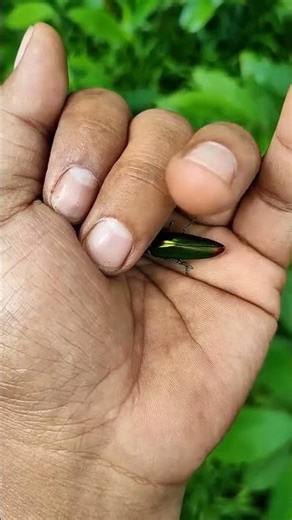 It is the Smaller shiny jewel beetle part 2#funny