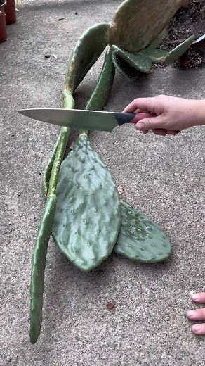 16K views · 163 reactions | Prickly Pear Cactus  #cuctus #plantpropagation #plantcaretips | Foraging Fosters | Facebook