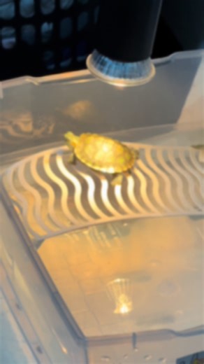 Red ear Slider turtle 😊 #fyp