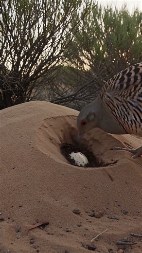 The Malleefowl buries its eggs underground. 🐦🥚The chick hatches and leaves alone.#birds #nature