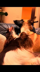 Wow😍 Tiktok🎥-@ gunner_springs | English Springer Spaniel Fans