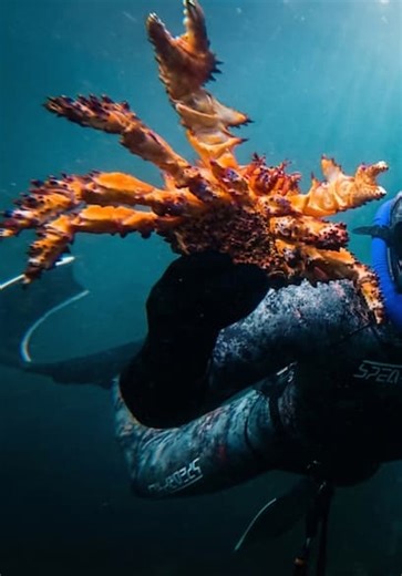 Big Water Guy S01:E05 - We Finally Found Puget Sound King Crab