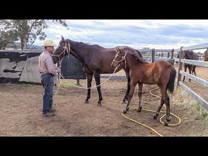 The Principles of Training: Handling Unweaned Thoroughbred Foals Part 2