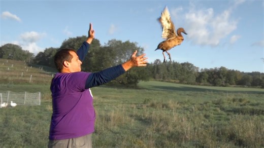 Can Ducks Really Fly on a Small Family Farm?