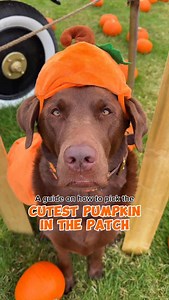 8.7K views · 3.1K reactions | Would you pick this pumpkin? 凉癩 I went to the pumpkin patch and picked the most perfect little chocolate pumpkin 凉來 make sure you always look for the pumpkin that stands out the most… they are always the best 殺 Do you have pumpkins like this at your local pumpkin patch? 凉癩 #pumpkin #pumpkinpatch #dog #dogs #dogsofinstagram #labrador #cute #funny | Hector the choco labo | Facebook