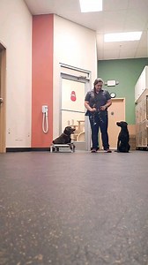 🐾 Training Insight! Watch Meghan, CPDT-KA, in action as she works on the important skill of "honoring" with training dog Pickle and her own dog, Lark. "Honoring" means one dog patiently waits patiently & respectfully while another dog makes a retrieve. It's a vital behavior for group training sessions and helps dogs learn impulse control and focus. 🐶👏 https://www.mightypet.net/training/ #MightyPetsInTraining #DogTrainingSkills #ImpulseControl #TeamWork | Mighty Pet