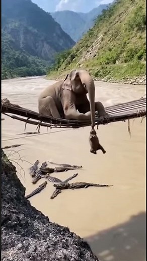 Elephant Mother Fails to Save Her Baby 💔🐘 | Heartbreaking Wildlife Moment