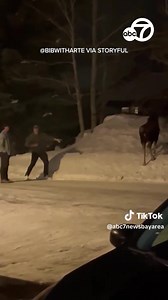 A moose charged a man in Big Sky, Montana after he ignored warnings from locals to leave the animal alone. Video shows two men mocking the animal despite bystanders telling them to stop before the animal charged toward them. https://abc7ne.ws/2Lu50ZT | ABC7 News