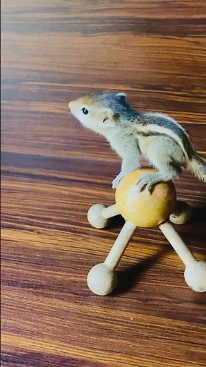 Baby Squirrel Play Time 🐿️ | Cute and Adorable Little Squirrel Moments #petsquirrel #cutepets