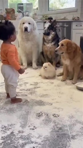 21K views · 265 reactions | Angry Baby Yelling Over Dogs #Baby #Dogs #Cat #dog #funnyvideos | Rijiji DJ | Facebook