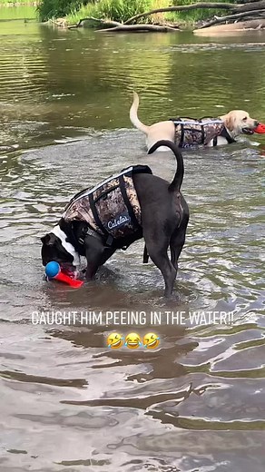 Look closely at the lab on the right… #sneakypee #adayinmylife #bestdayever #michigancamping #foryoupage #idowhatiwant