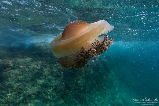 Jadranske meduze - prozirni stanari Jadrana - Priroda Hrvatske