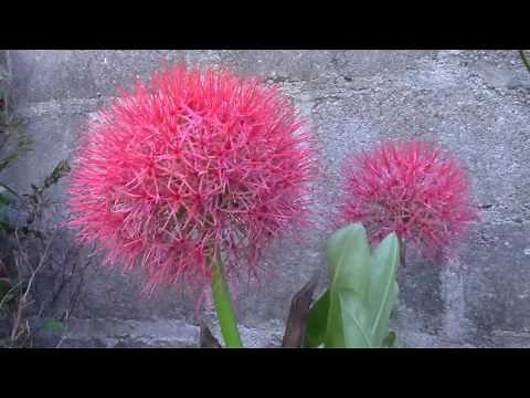LA FLOR DE BENGALA