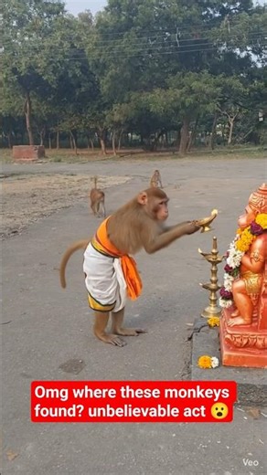 omg where these monkeys found? unbelievable act 😮