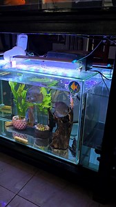 Discus in community L-tank 🐟 #discustank #aquafranz #discus #communitytank #communityfish #aquariumhobby | AquaFranz