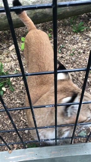 I hadn’t seen them in over year 😢 spraying = love lol