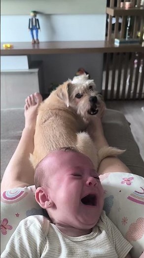 Dog Howls Along With Crying Baby