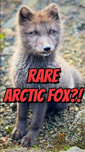 Arctic Fox 🦊 One of the Rarest Animals You’ll Ever See?!