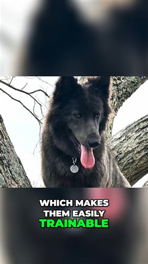 Rocadog on Instagram: "Wolf or Dog? This Is the Blue Bay Shepherd Watch our full detailed video about the Blue Bay Shepherd on our Youtube channel (Rocadog) Short Blue Bay Shepherd description: The Blue Bay Shepherd is a lean, muscular and strong dog breed with average height around 30 inch, which is 76 cm and weight between 70-105 lbs, which is 30-50 kg. Females are naturally slightly smaller than males. The Blue Bay Shepherd breed is famous for its beautiful bluish gray colored coat. Sometimes
