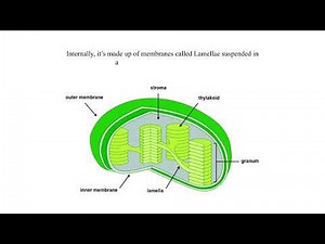 The Chloroplast