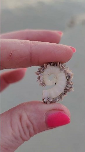 Rams Horn Squid: Spirula with Molluscs highjacking a ride. #seashells #squid #sealife #oceanlife