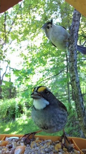 he had no idea what was coming behind him 😭🐦