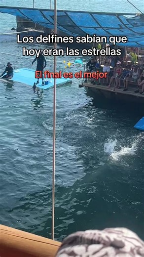 Los delfines: las estrellas del mar