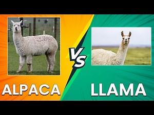 Alpaca vs Llama: Key Differences Explained