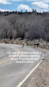 Watching how this Great Pyrenees looked out for these goats & how worried he was when one was in danger was amazing to see. When I caught a glimpse of a dangling goat from a tree high up on the hill I knew something was wrong. As I walked closer the goat was crying & the dog was frantically barking. The windy road didn't have much of a shoulder so to park it safely, it took Jon a little bit to get up to us. As Jon approached the Pyrenees was on edge not knowing if we were there to help or not an