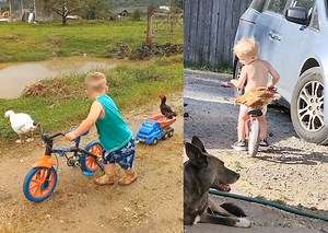 426K views · 10K reactions | When these chickens have their bike drivers and their duck/dog bodyguards by the side.     Credit: Jukin Media @bebecampeiro https://www.instagram.com/bebecampeiro/ | Bright | Facebook