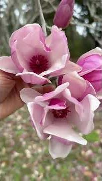 Japanese Magnolia in Bloom 🌸 | Stunning Spring Flower Close-Up