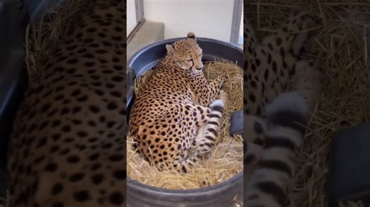 Cozy cheetah sisters snuggle up during the cold winter weather
