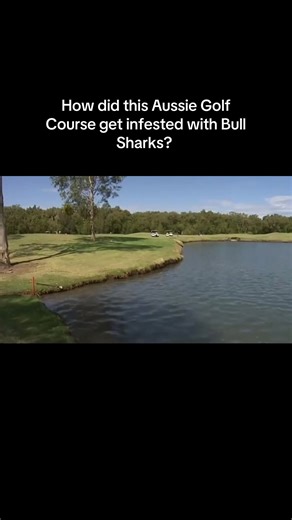 Bull Sharks Take Over Aussie Golf Course | Unbelievable Encounter