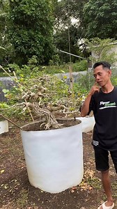 111K views · 1.6K reactions | Waru hadir lagi#bonsaiindonesia#bonsaimania#bonsaitree#bonsaiart#bonsaikontes#bonsaijuara#bonsaitips#bonsaiinspiration#dapoerbonsai#bonsaijapan#bonsaivietnam | Bang Eddy | Facebook