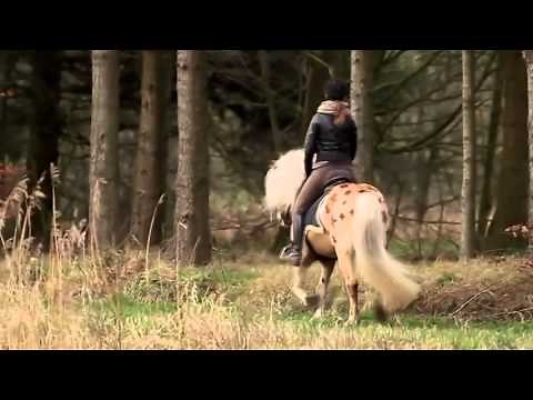 So Cold | Beautiful Haflinger |